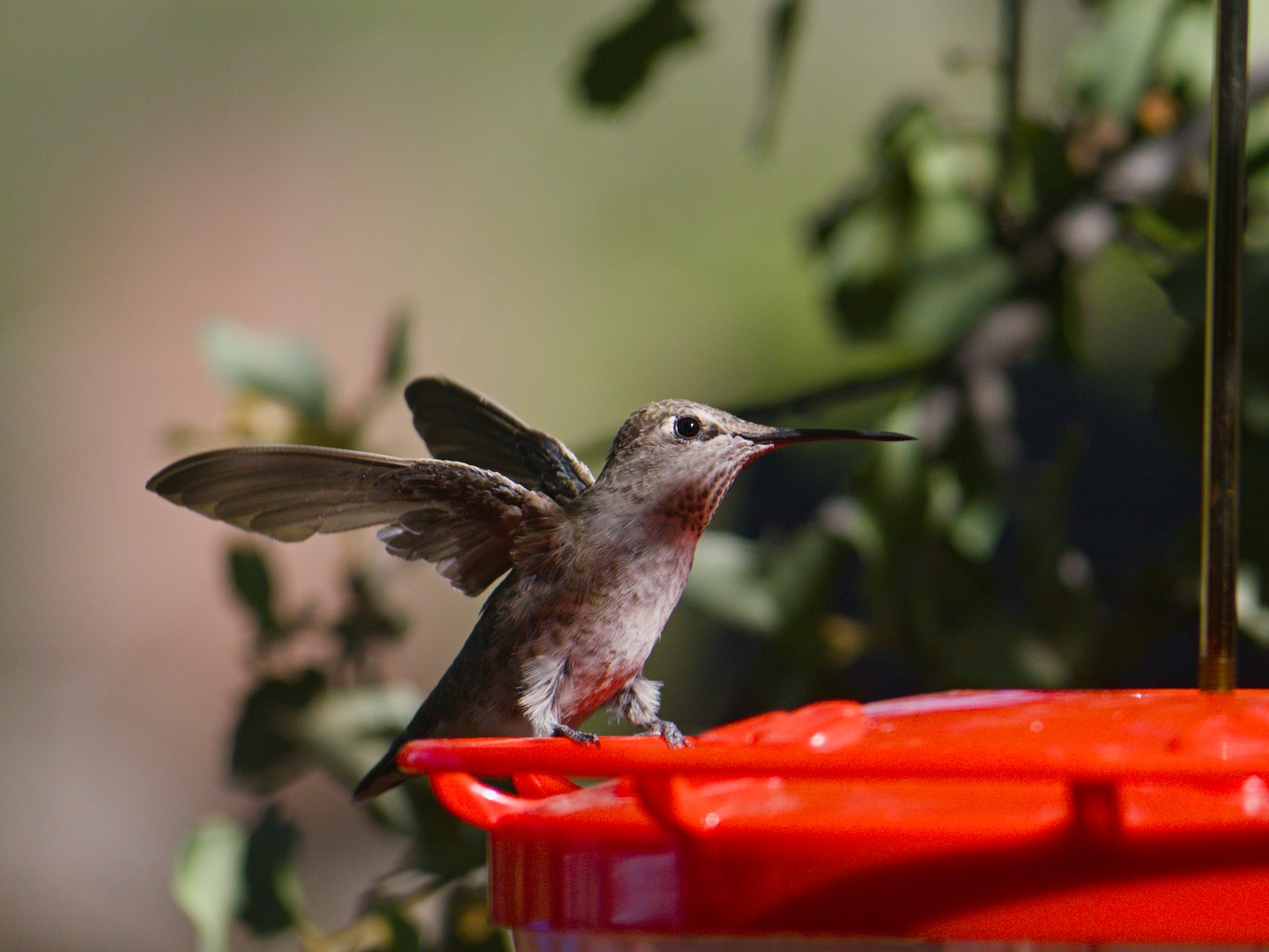hummingbird on a feeder with wings spread